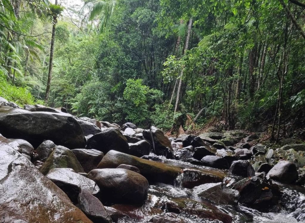 rainforest stream, Queensland